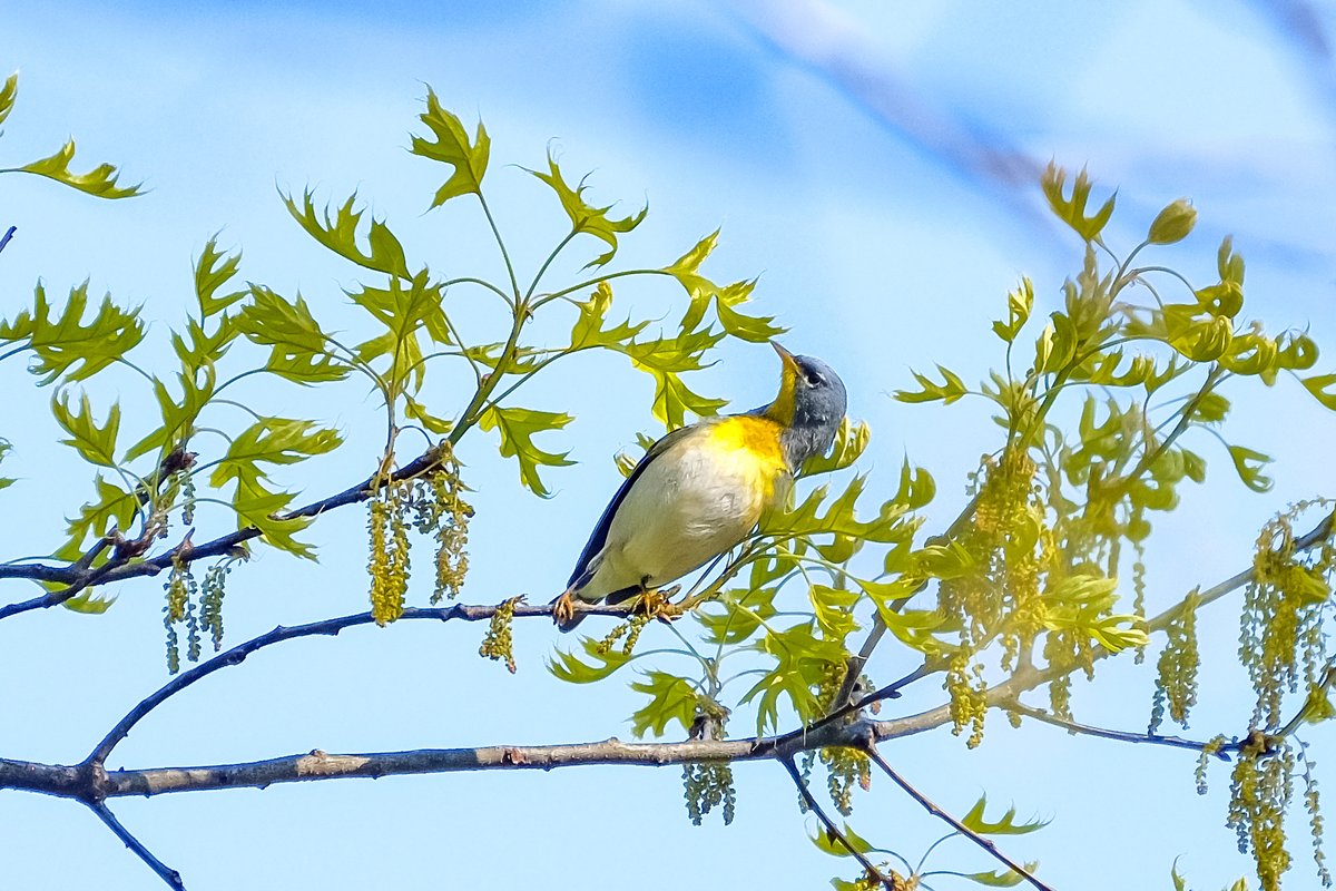 loveworld01's tweet photo. today was amazing the Hooded warbler was in the Loch Magnolia by the blockhous, Parula all over and my first orchard Oriole! @BirdCentralPark #birdphotography #birdwatching #bird #springmigration2020 https://t.co/ofy0LGfska