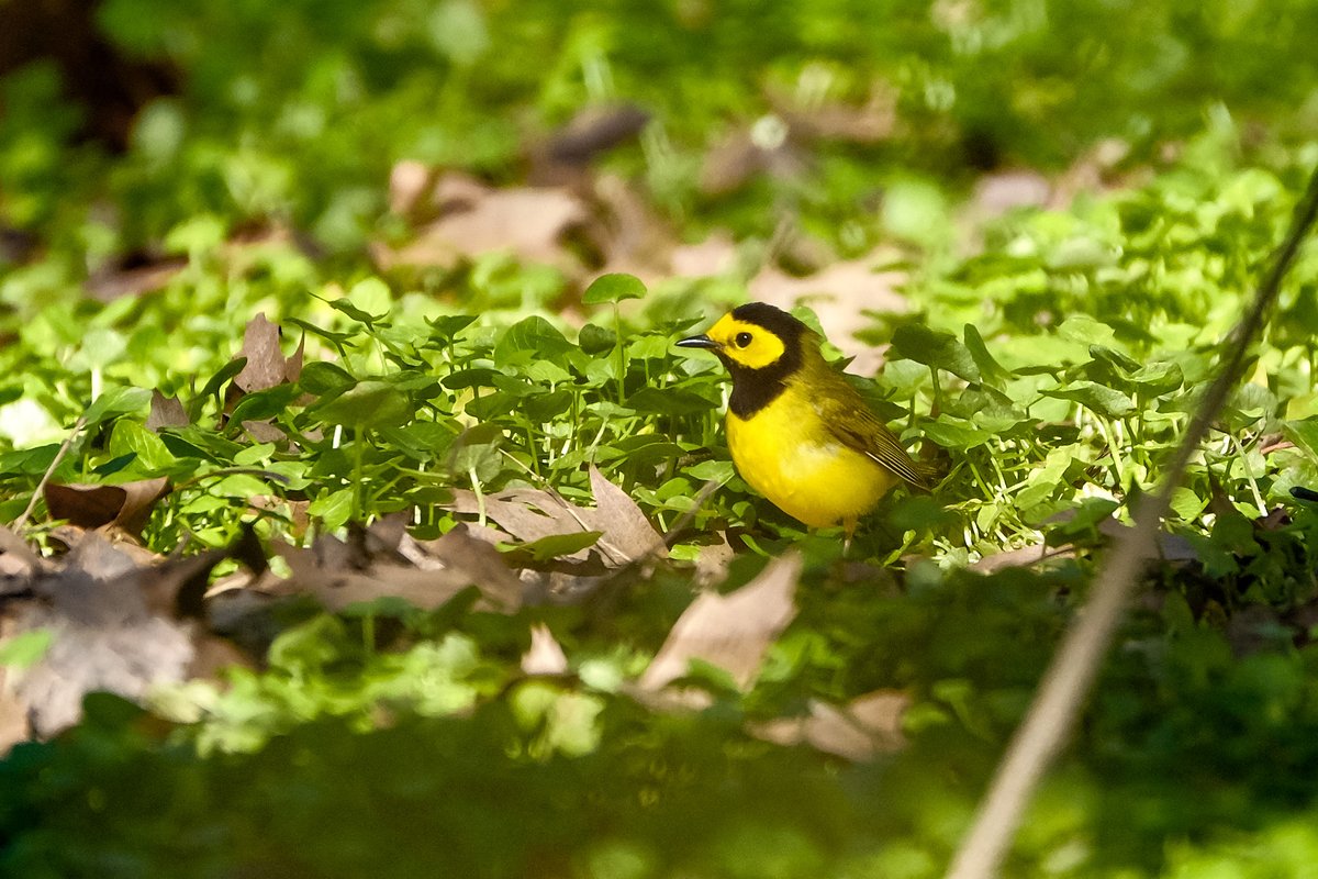 loveworld01's tweet photo. today was amazing the Hooded warbler was in the Loch Magnolia by the blockhous, Parula all over and my first orchard Oriole! @BirdCentralPark #birdphotography #birdwatching #bird #springmigration2020 https://t.co/ofy0LGfska