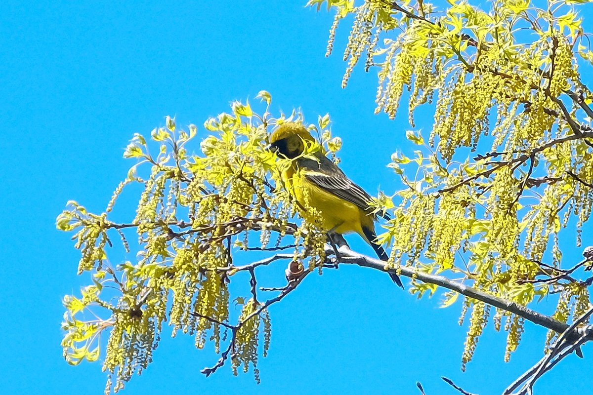 loveworld01's tweet photo. today was amazing the Hooded warbler was in the Loch Magnolia by the blockhous, Parula all over and my first orchard Oriole! @BirdCentralPark #birdphotography #birdwatching #bird #springmigration2020 https://t.co/ofy0LGfska