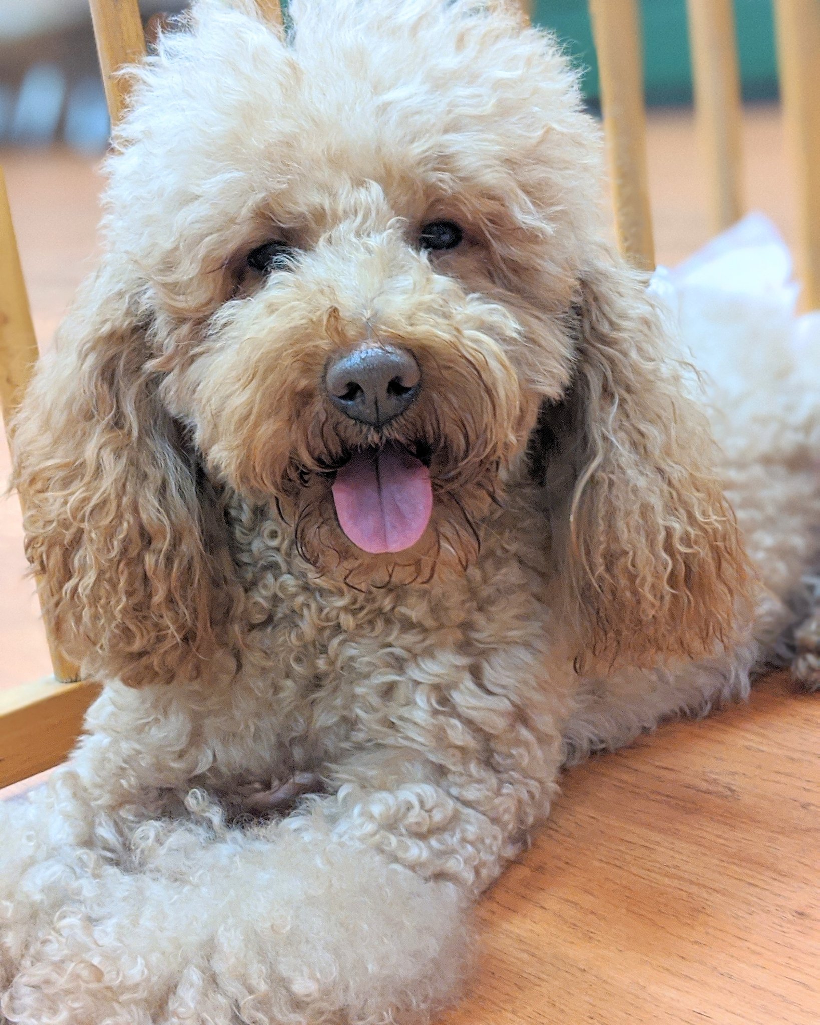 تويتر 保護犬パーク長居店 屋内ドッグラン トリミングサロン ラブファイブ 保護犬カフェ系列 على تويتر あんあん トイプードル 7才 昨日からドッグランにサークル出してあんちゃんもみんなと過ごすようになり 時々ガウガウしたりしつつも後半落ち着いてきました