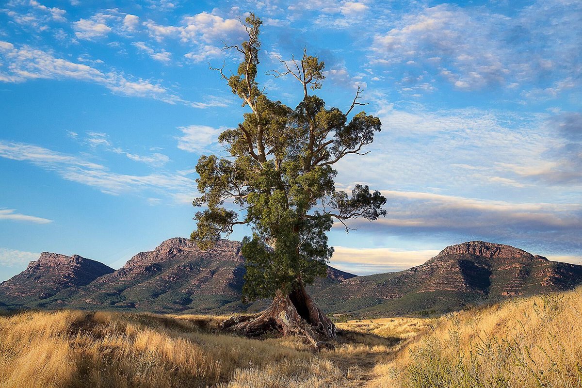 authorshipme's tweet image. #NewsArticle&amp;gt;&amp;gt; #Retweet ⚓️
#TriviaSupper&amp;gt;&amp;gt; #Tree #Wanderlust
[ Fodor's ] « 11 Incredible Trees Around the World » | Source Link&amp;gt;&amp;gt; fodors.com/news/photos/11…
On Instagram&amp;gt;&amp;gt; @ authorship.me (w/dot)
AuthorZine&amp;gt;&amp;gt; Daily News + Art &amp;amp; Inspiration