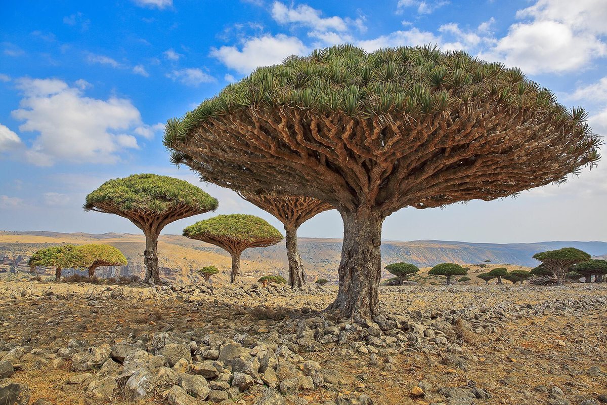 authorshipme's tweet image. #NewsArticle&amp;gt;&amp;gt; #Retweet ⚓️
#TriviaSupper&amp;gt;&amp;gt; #Tree #Wanderlust
[ Fodor's ] « 11 Incredible Trees Around the World » | Source Link&amp;gt;&amp;gt; fodors.com/news/photos/11…
On Instagram&amp;gt;&amp;gt; @ authorship.me (w/dot)
AuthorZine&amp;gt;&amp;gt; Daily News + Art &amp;amp; Inspiration