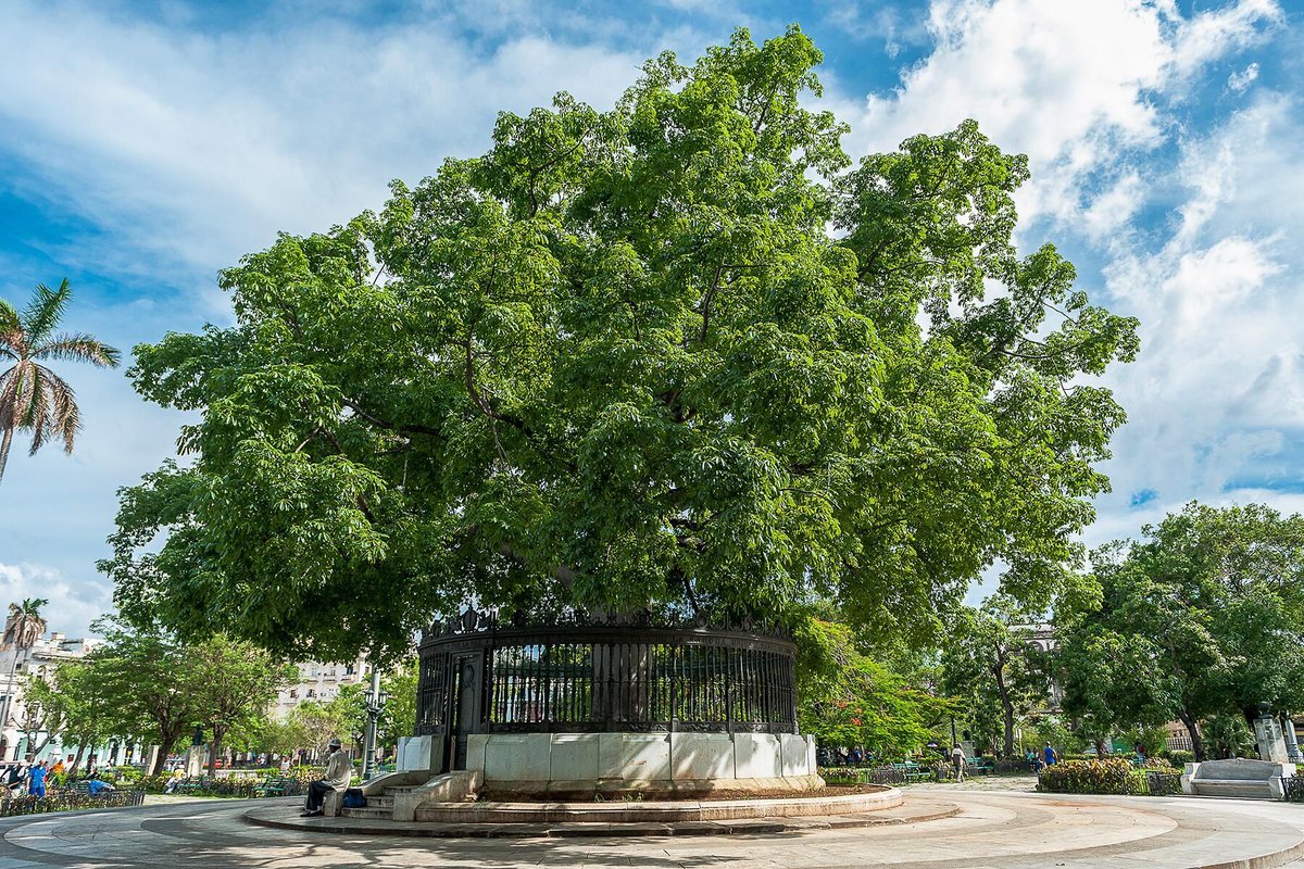 authorshipme's tweet image. #NewsArticle&amp;gt;&amp;gt; #Retweet ⚓️
#TriviaSupper&amp;gt;&amp;gt; #Tree #Wanderlust
[ Fodor's ] « 11 Incredible Trees Around the World » | Source Link&amp;gt;&amp;gt; fodors.com/news/photos/11…
On Instagram&amp;gt;&amp;gt; @ authorship.me (w/dot)
AuthorZine&amp;gt;&amp;gt; Daily News + Art &amp;amp; Inspiration