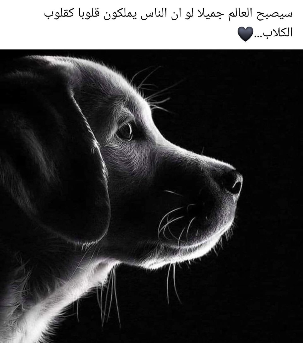 Samar Mohamed (@samarmo10257388) on Twitter photo 