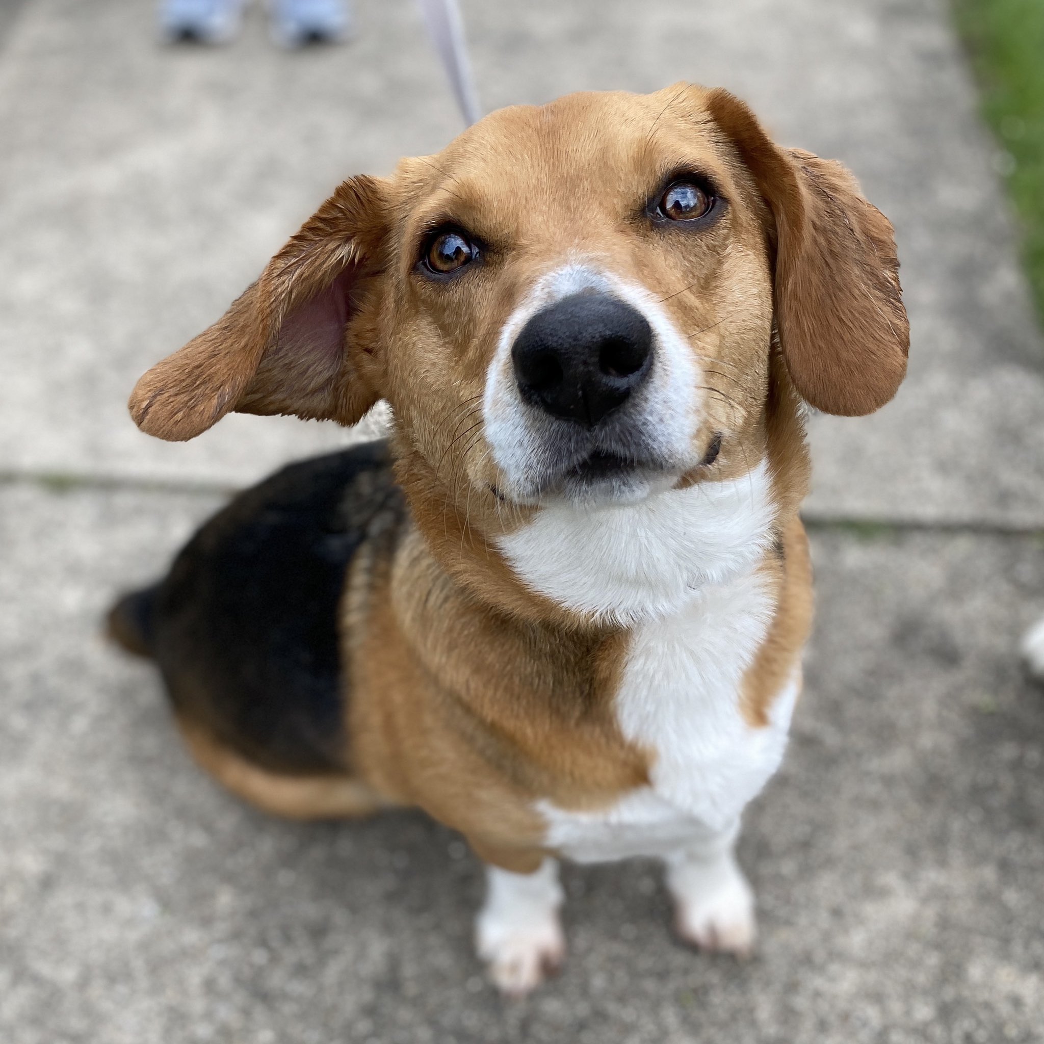 Taryn on "We met a corgi/beagle mix and I this amazing photo and 🥺🥺🥺 https://t.co/xgndSK2lLg" / Twitter