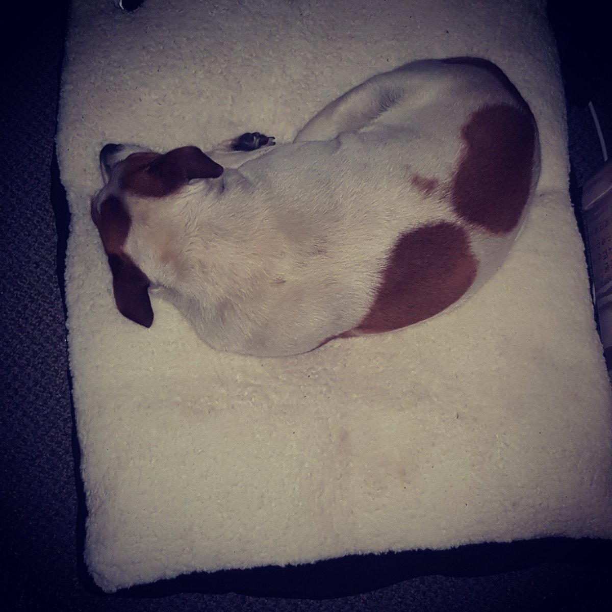 jack_mac_attack's tweet photo. Got my old boy and new bed sleep tight 💤💤💤💝💝 https://t.co/sW0jdbajvZ