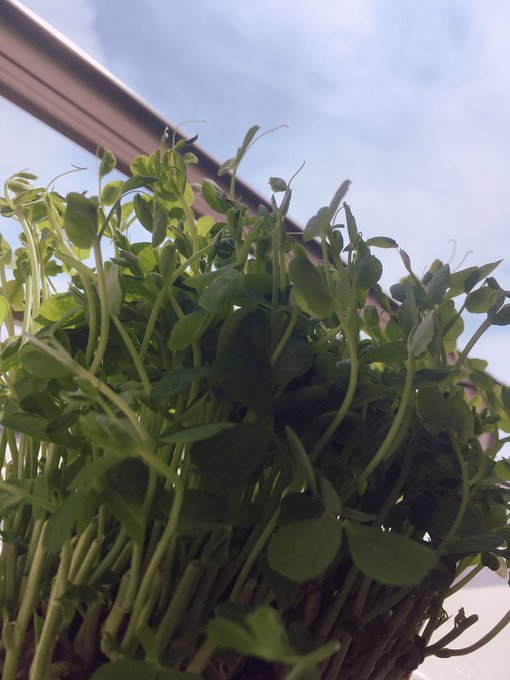 Twitterのコスプレ画像27