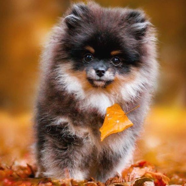 Hermoso. #love #animal #dogs  #cute #nature → instagram.com/p/B_tRBGJFc7i/