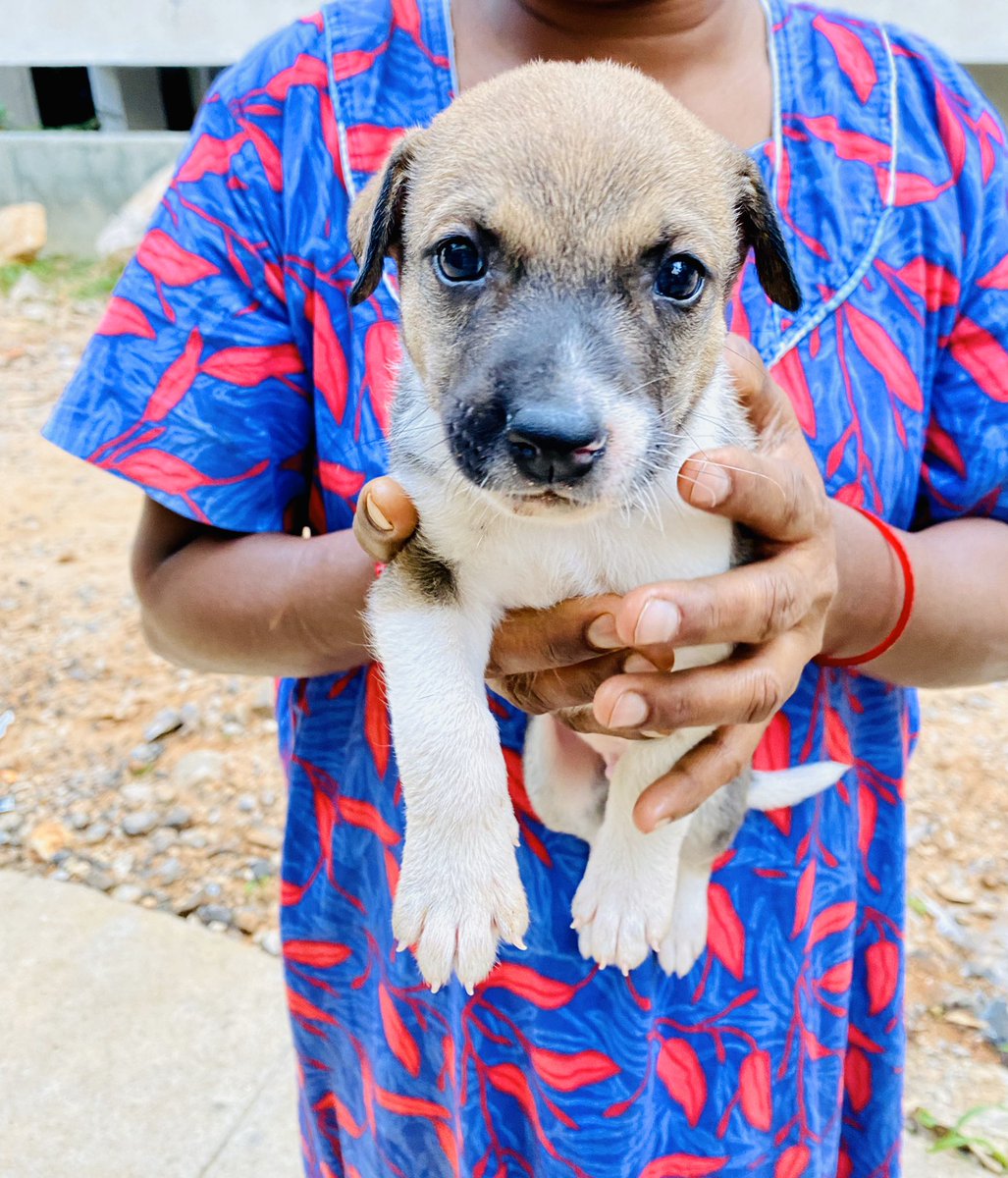 Best morning I’ve had lately  Woke up to puppy noises. Looked out the balcony, and Apparently Koyali (our locality pupper)had 5 puppies recently. This caretaker from the building beside me has taken them in for a while. From the brief (very broken) conversation we had (1/n)