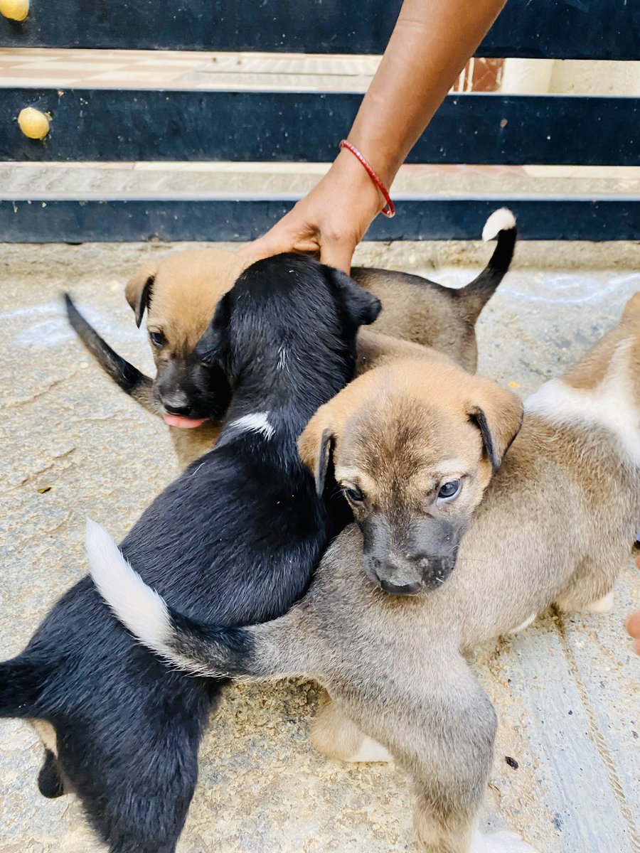 Best morning I’ve had lately  Woke up to puppy noises. Looked out the balcony, and Apparently Koyali (our locality pupper)had 5 puppies recently. This caretaker from the building beside me has taken them in for a while. From the brief (very broken) conversation we had (1/n)