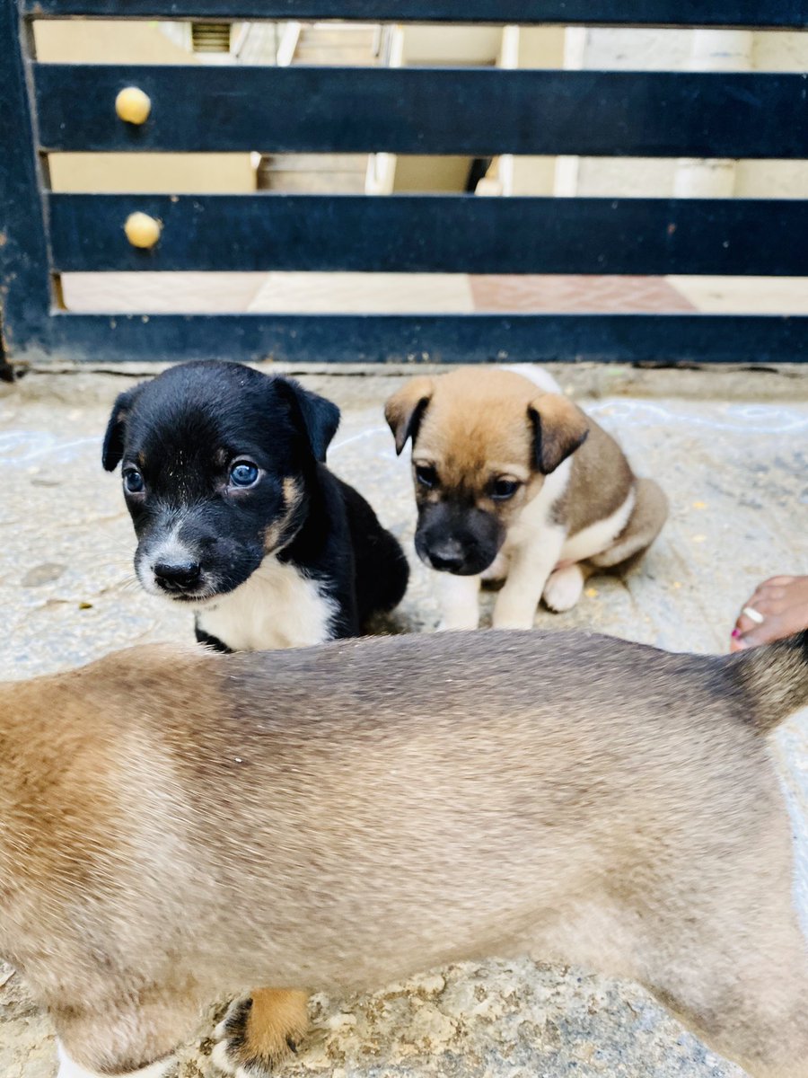 (2/n) ..she only knew Kannada, and I am still a dud. Anyway, she said, YOU WANT? YOU TAKE. So yeah, she’s looking for people to adopt them but has no clue how. I told her I’ll try my best to help her. She is super cute and taking care of the puppies very nicely. And look at them!