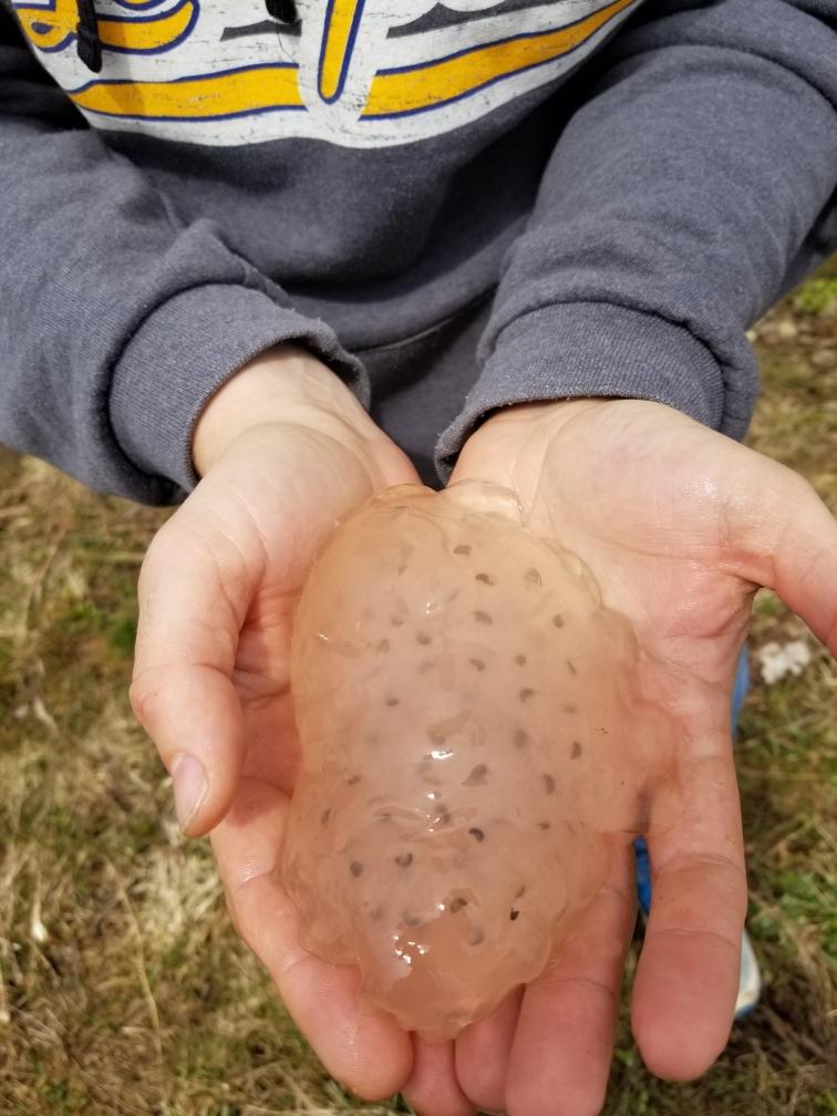 AP_Bio_GOD's tweet photo. Went for a hike today....came across some frog spawnings... If you look closely you can see the premature tadpoles inside the eggs! #metamorphosis #biology https://t.co/GTZVlA7cRY