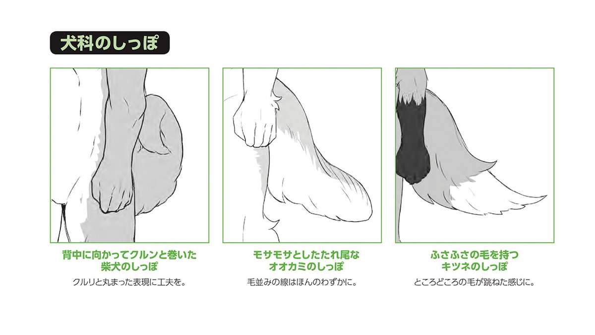 玄光社 超描けるシリーズ בטוויטר 超描ネタ帳 イヌ科の動物でも しっぽの形はそれぞれ異なります 毛並みの表現をこだわることで より動物の個性が引き立てることができます 獣人の描き方 より T Co Asuwourqab 超描ネタ帳