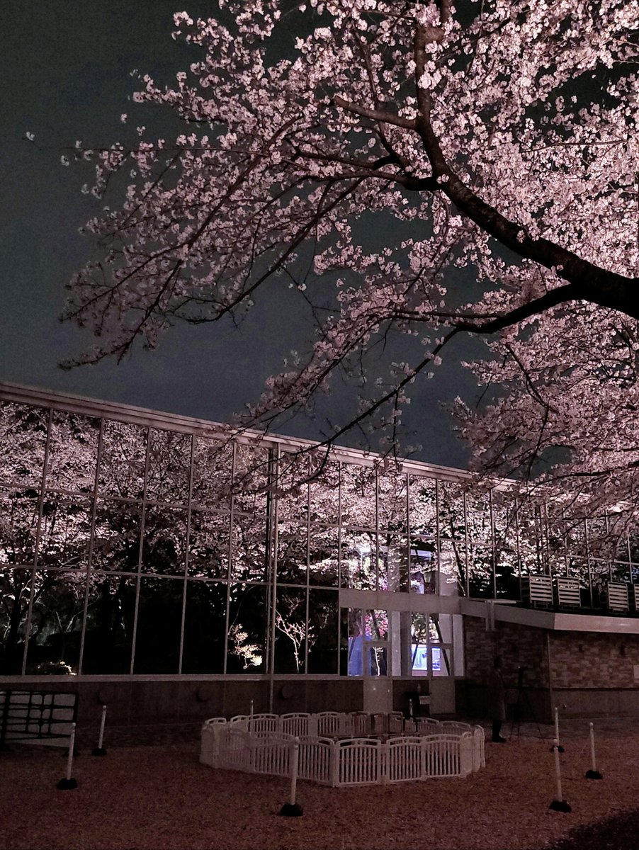 SamsungJPN's tweet photo. フォトグラファーのみなさんからの
#GalaxyS20 レビュー✨
ちょっとだけ紹介するね🥺

今日はこのみなさん！
@moonlightice @_st_1972 @_deepskyNYC
「ライブフォーカスがポートレート撮影に適しており楽しいです！」って🥰💘わたしも撮ってもらいたいですね！笑

▼詳細
https://t.co/RQaylGq8IG https://t.co/RHA5XLI6Ow
