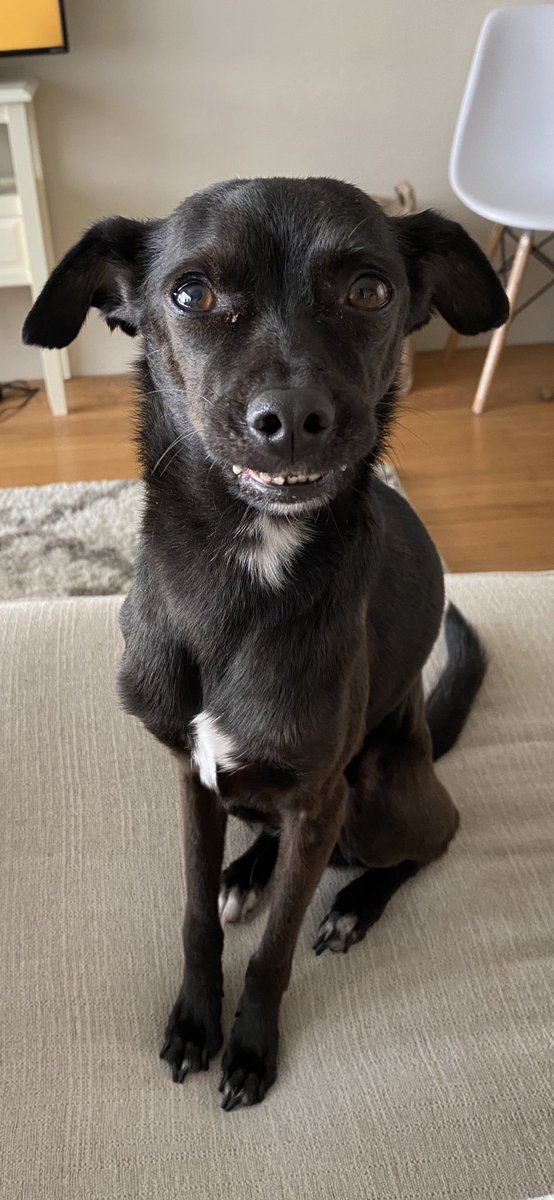 TheSherylKlein's tweet photo. Camera 1. Camera 2. Smiling in both cause he’s #Figaro #thesmilingdog https://t.co/4uYoM5J9US