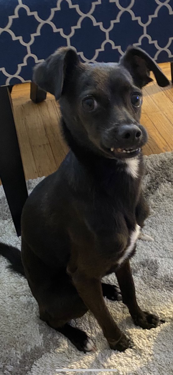 TheSherylKlein's tweet photo. Camera 1. Camera 2. Smiling in both cause he’s #Figaro #thesmilingdog https://t.co/4uYoM5J9US