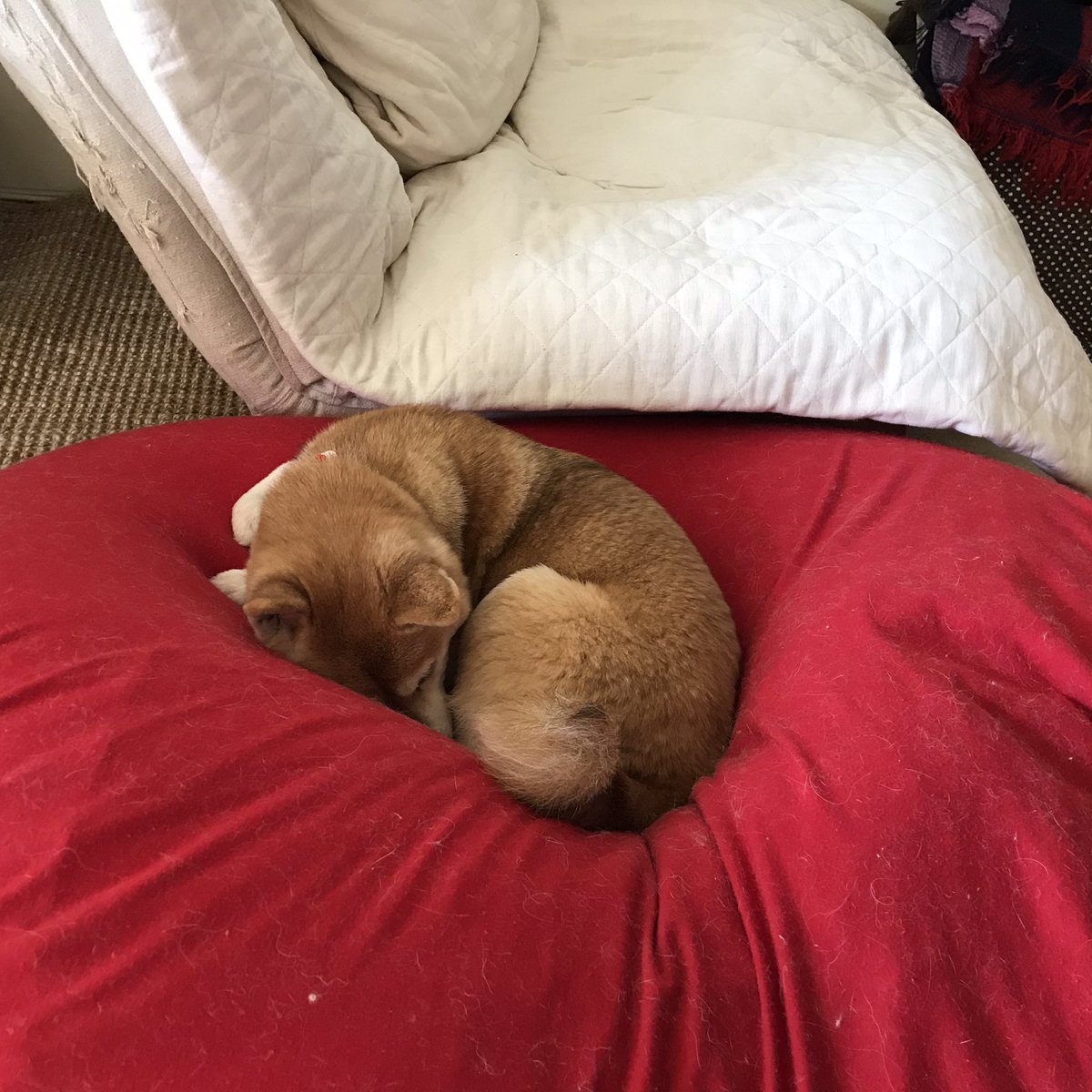 Uzivatel 石黒謙吾 Na Twitteru 人をダメにするソファ 改め 犬をダメにするソファ 無印ではなくyogiboのだけど Uzivatel 石黒謙吾 Na Twitteru 人をダメにするソファ 改め 犬をダメにするソファ 無印ではなくyogiboのだけど