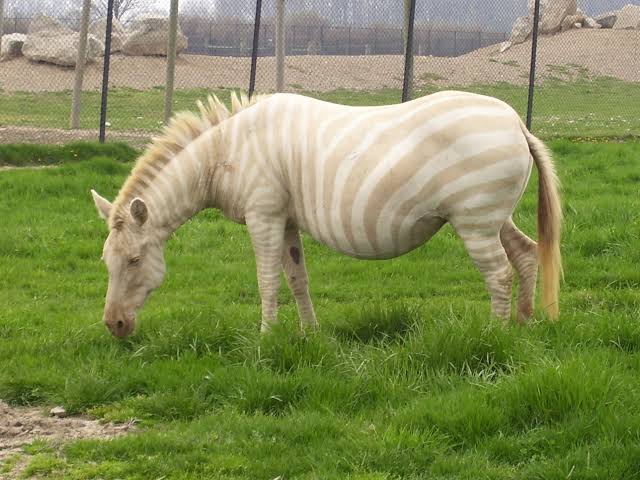 109. Ini adalah zebra pirang—sama seperti pada rambut manusia, warna pirang ini disebabkan kekurangan pigmen melanin.