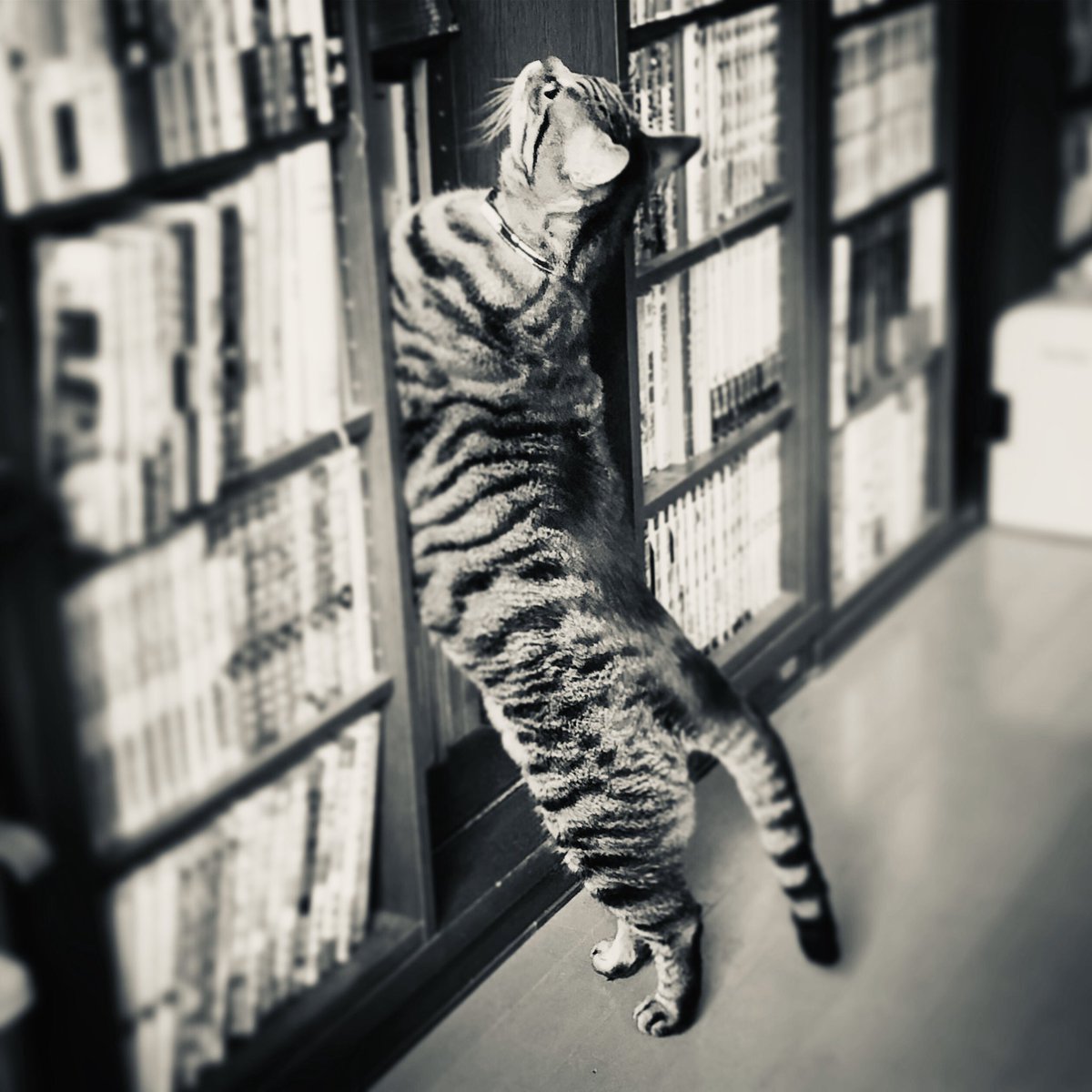 何か読むの?猫のひとよ^^ 