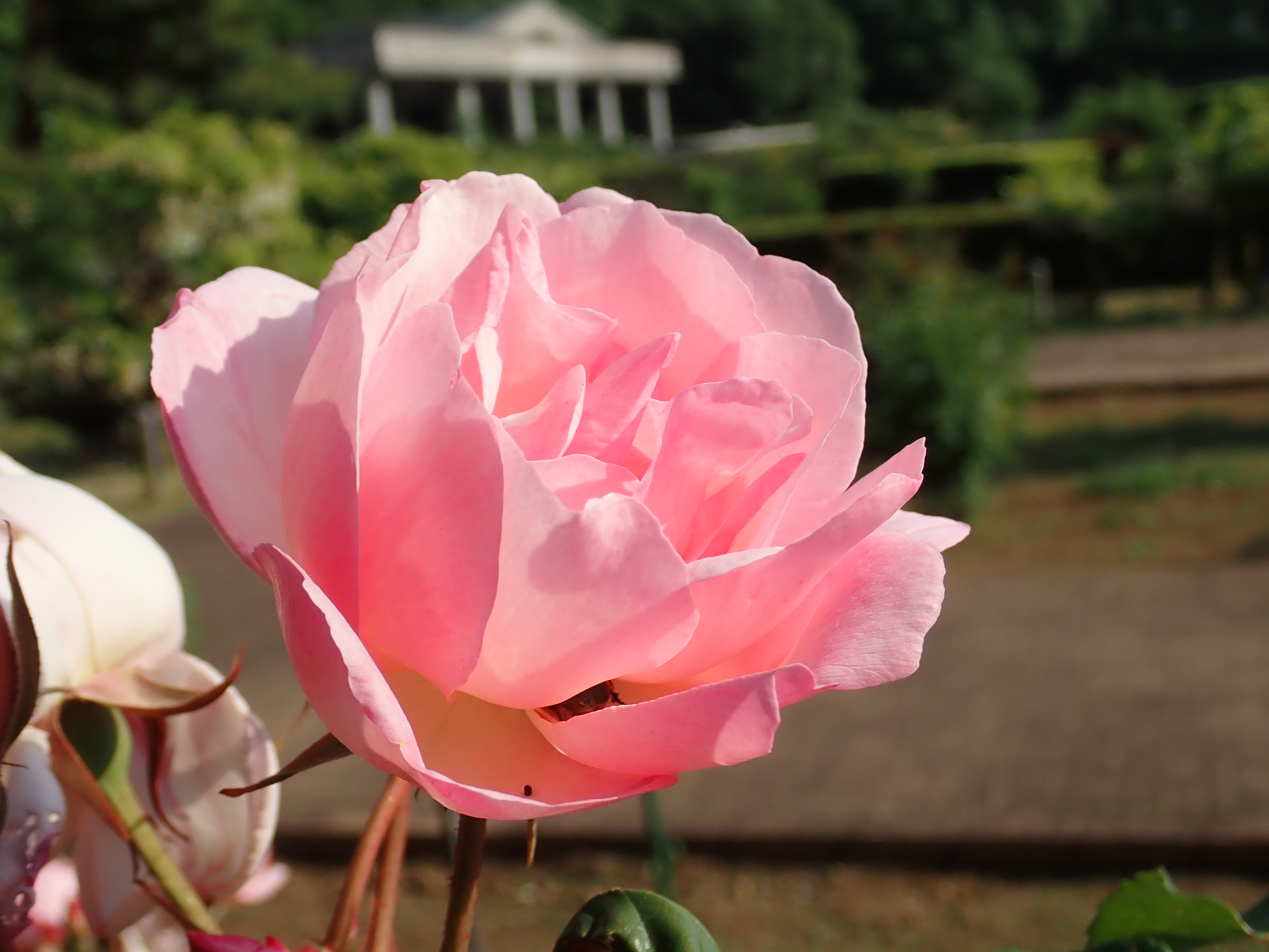 神代植物公園 ニュース Ar Twitter スタッフより 園芸係 野生種 オールドローズ園のオールドローズ デュシュス ド ブラバン です 1857年にフランスのベルネード氏が作出したティー系 T のバラ 完全八重の盃状のバラで色はパールピンク 開くにつれて