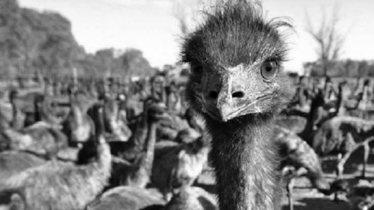 108. Australia pernah mengadakan perang melawan emu dan kalah.