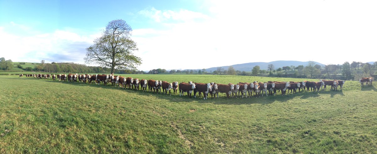 #HerefordHeifers
