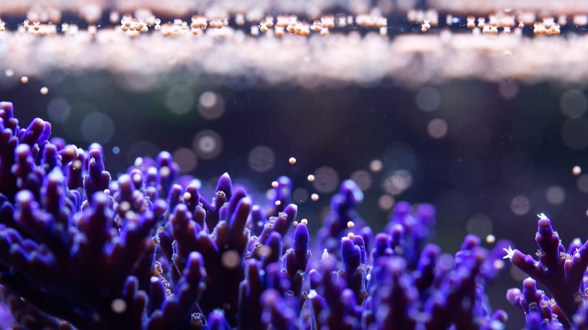 SciGalleryBlr's tweet photo. This #ScienceCultureSunday, check out 'For the love of Corals', a film by artist Sonia Levy. Sonia collaborated with marine biologists and aquarists at @HornimanMuseum who are working towards stimulating coral reproduction.
https://t.co/ztAyqTrdeE
Image credit @HornimanMuseum https://t.co/FvC8MB0zu2
