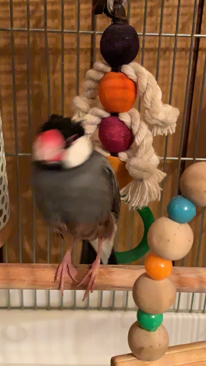 浮いてる∧( 'Θ' )∧#ぶれ文鳥
