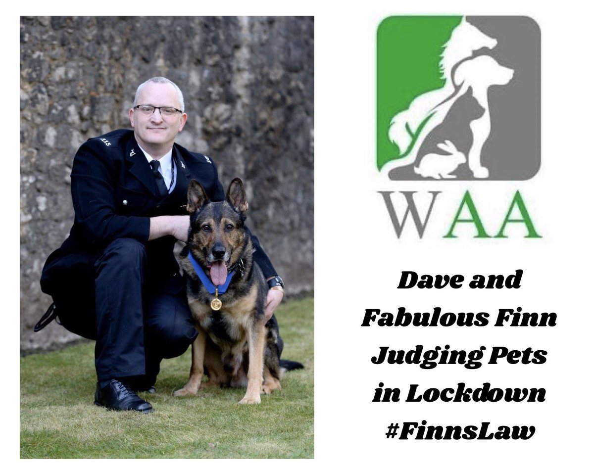 Pets in Lockdown Class your #judge <a href="/K9Finn/">Fabulous Finn®️</a> 
#fundraising for #rescuedogs 
Enter with your pets photos: facebook.com/Wetnoseshow/
#petsinlockdown #FinnsLaw #FabulousFinn