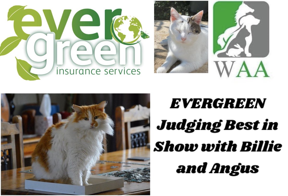 🏆Will your pet go through to #bestinshow ? 🏆
Your #judge <a href="/Ethical_Ins/">Evergreen Insurance Services</a> 
📸Enter with your #pet #photo 
Here: facebook.com/Wetnoseshow/
#fundraising #rescuecats #rescuedogs
