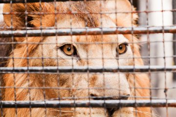 ZolisaZoe's tweet photo. While we still on #lockdown level 4 let's remember #Shamba.
It's been 2 years now since the brutal murder of #Shamba..#RipShamba #cabinetreshuffle https://t.co/INVezBbzWw