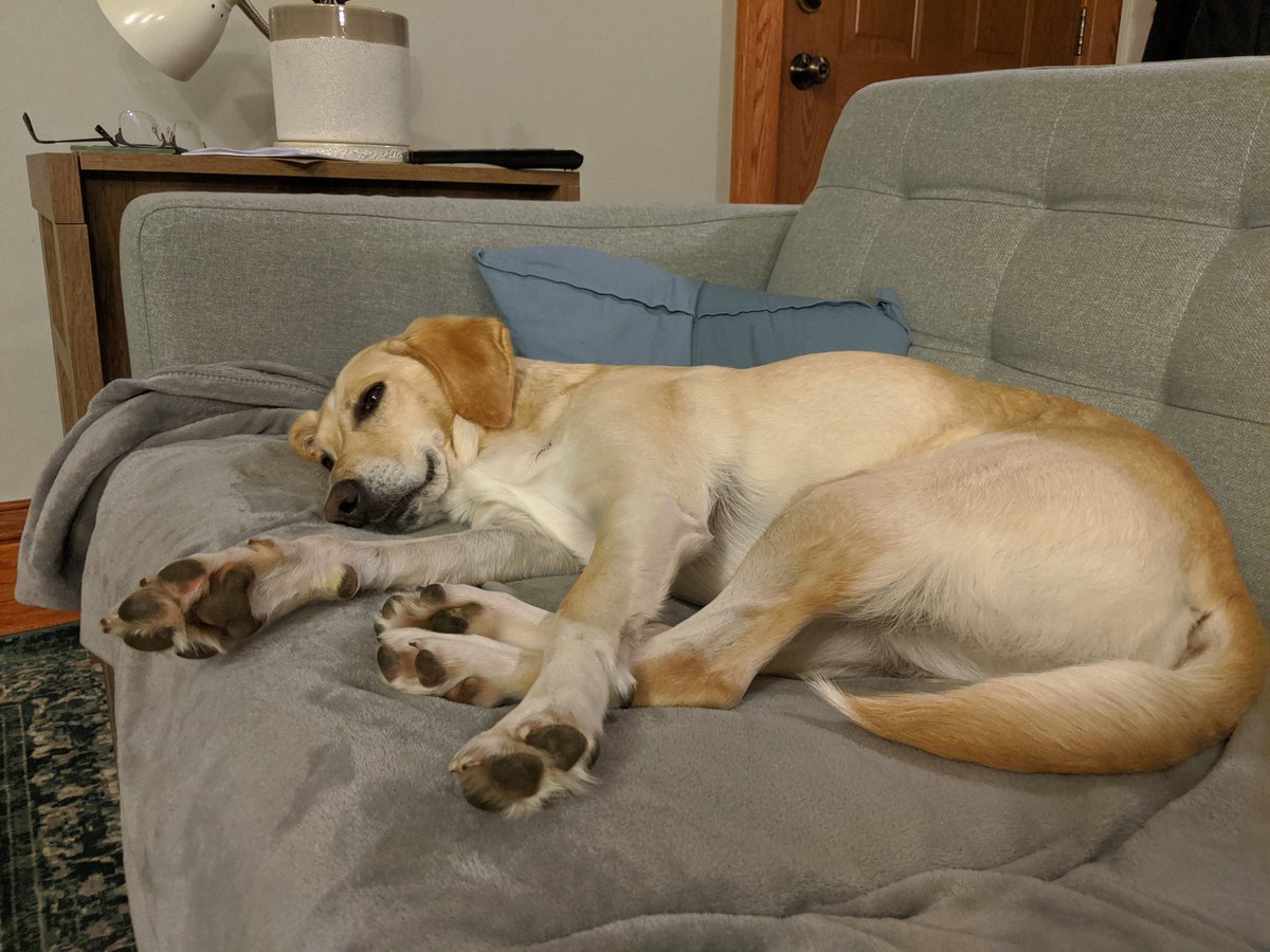 mattjniehoff's tweet image. #puppypads