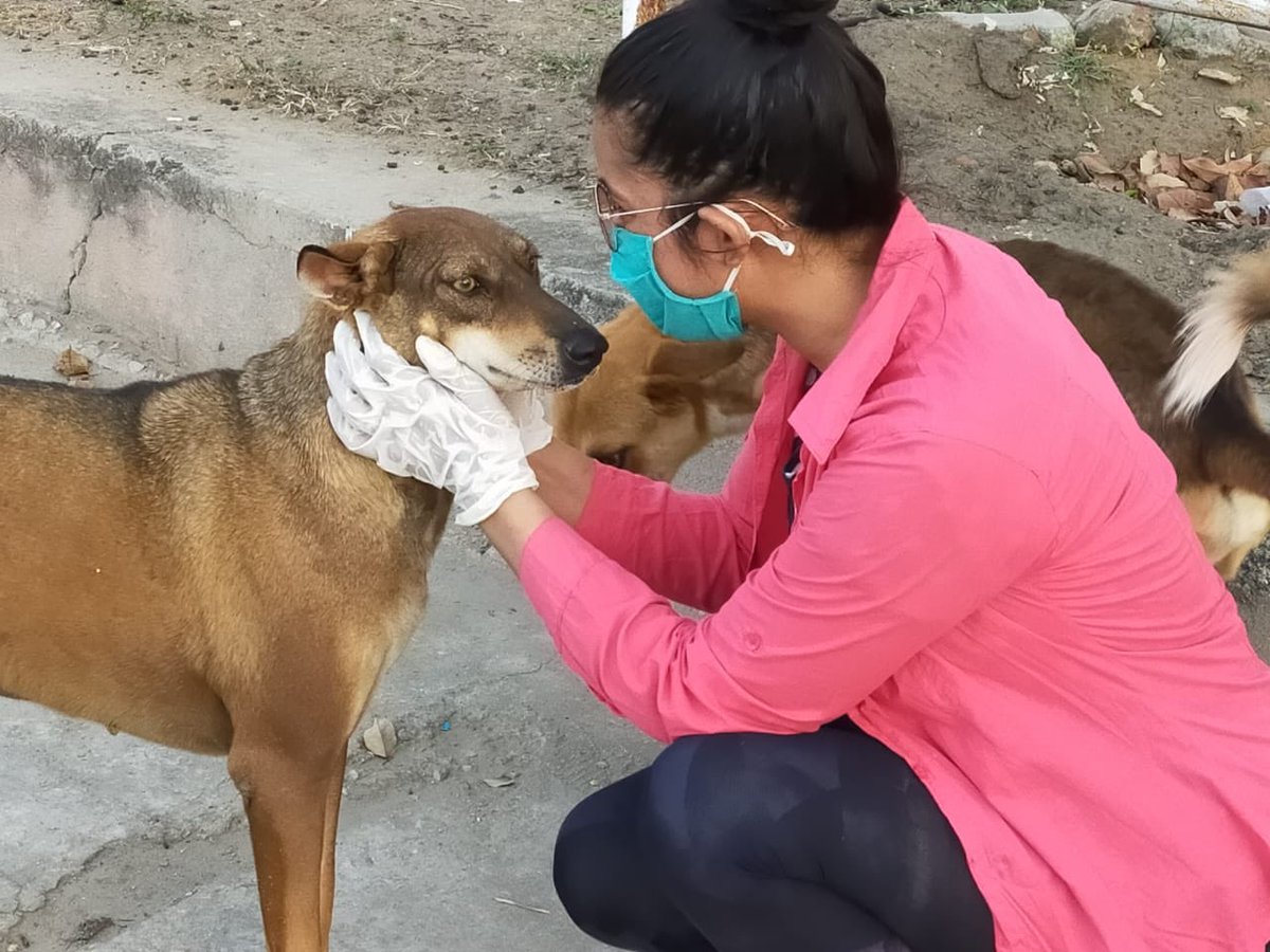 choudharypriya's tweet photo. Bezubaan.                                                    @firstindiaraj @aajtak @indiatvnews #animl #cow #monkey #donkey #dog #dogs #animles #COVID__19 #sundayvibes https://t.co/w7TBM5r6U9