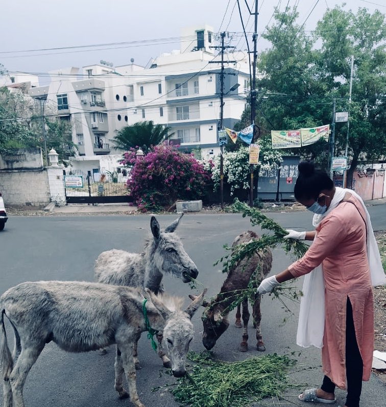choudharypriya's tweet photo. Bezubaan.                                                    @firstindiaraj @aajtak @indiatvnews #animl #cow #monkey #donkey #dog #dogs #animles #COVID__19 #sundayvibes https://t.co/w7TBM5r6U9