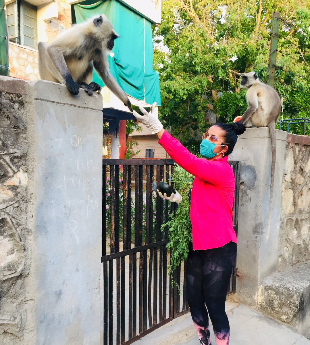 choudharypriya's tweet photo. Bezubaan.                                                    @firstindiaraj @aajtak @indiatvnews #animl #cow #monkey #donkey #dog #dogs #animles #COVID__19 #sundayvibes https://t.co/w7TBM5r6U9
