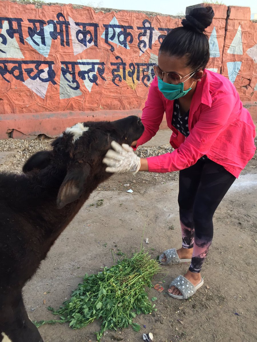choudharypriya's tweet photo. Bezubaan.                                                    @firstindiaraj @aajtak @indiatvnews #animl #cow #monkey #donkey #dog #dogs #animles #COVID__19 #sundayvibes https://t.co/w7TBM5r6U9