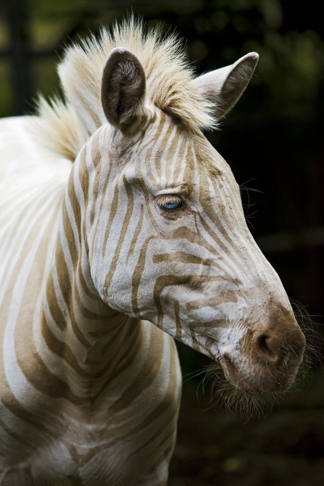UniqMediaNet's tweet photo. Zoe, the only 'white Zebra' remaining on Earth. It has blue eyes and golden rays https://t.co/mVmEsZcEuk