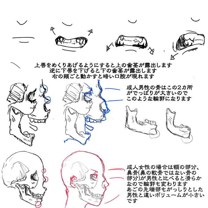 頭部についてのうろ覚えメモ集
#春の創作クラスタフォロー祭り
#絵描きさんと繋がりたい 
#芸術同盟 #創作クラスタさんと繋がりたい 