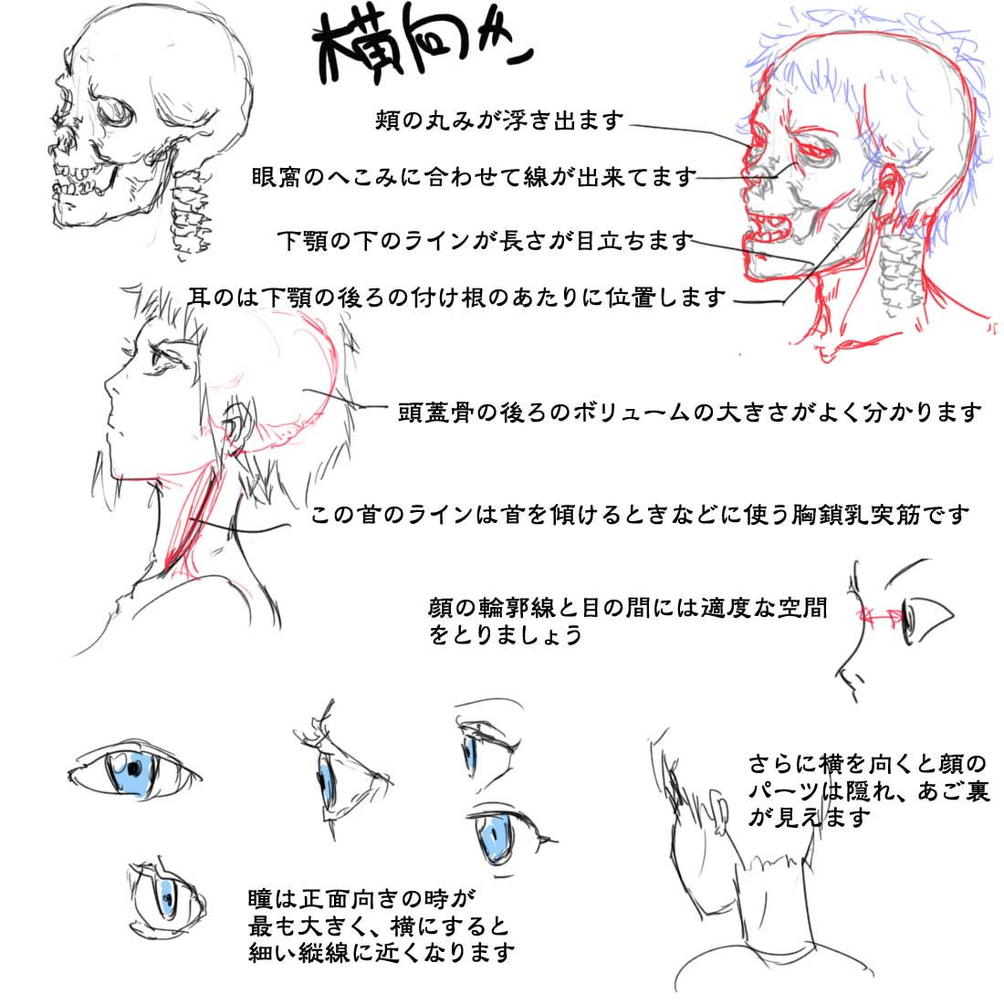 頭部についてのうろ覚えメモ集
#春の創作クラスタフォロー祭り
#絵描きさんと繋がりたい
#芸術同盟 #創作クラスタさんと繋がりたい