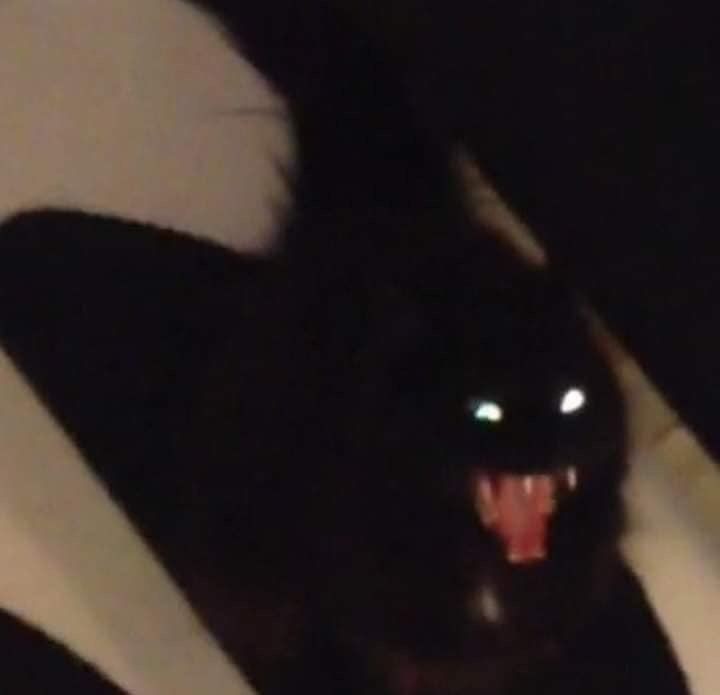 MemesDeGato1's tweet photo. Eu com 12 anos, quando meu pai me botava de castigo no quarto : https://t.co/vFbkXhLTYQ