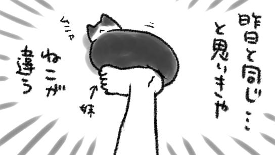 起きたらまた足の裏にねこを感じたので「まったくもう…(※うれしい)」と思いながらよく見たら昨日は猫姉だったのが今日は猫妹だった
おまえたち…おまえたち…… 