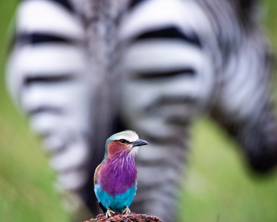 kenyapics's tweet photo. No African safari can be considered complete without ticking off this common but extremely photogenic Lilac Breasted Roller! Photos by Yaron Schmid https://t.co/19xXyxiys8