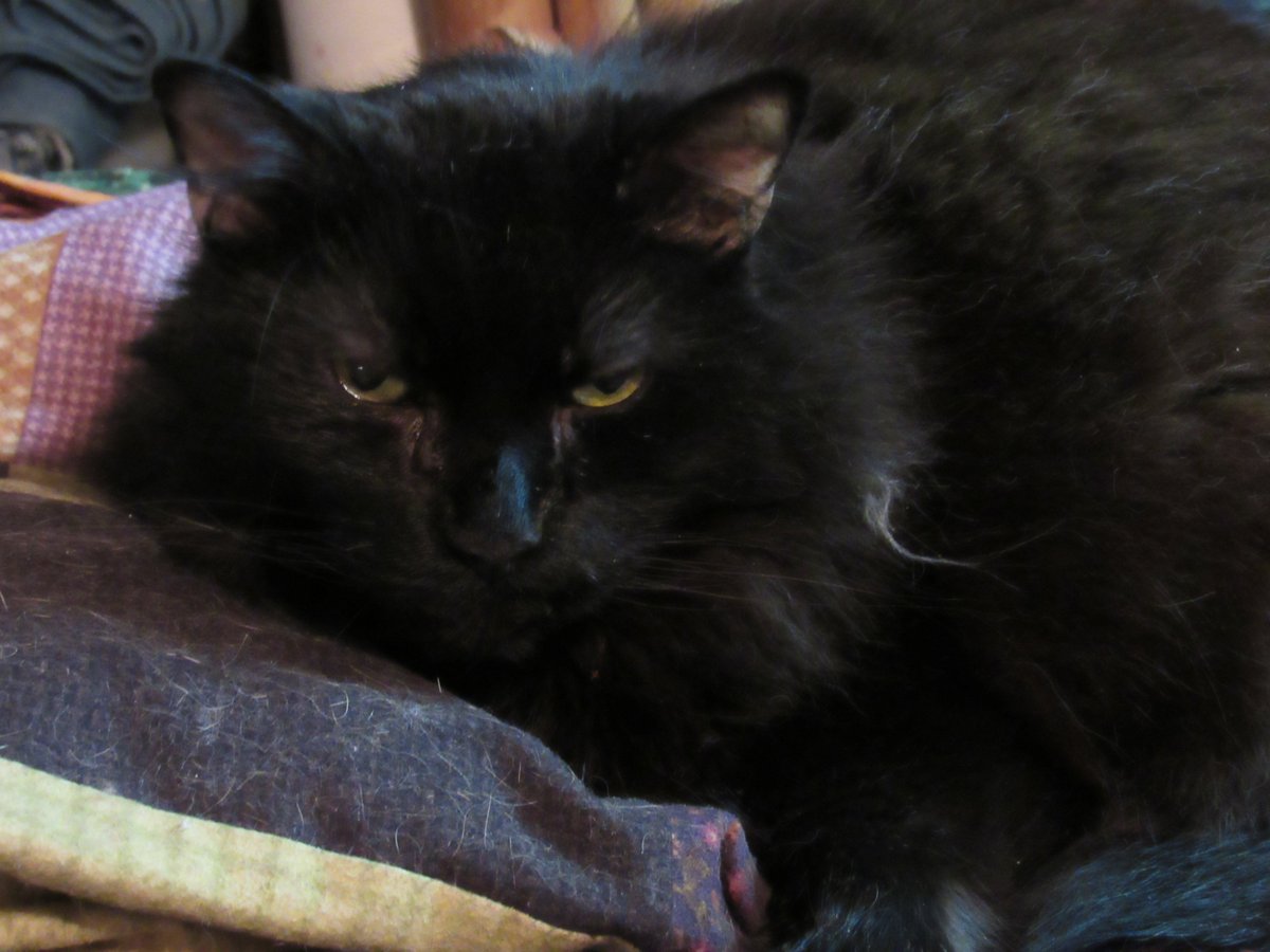 LauraLauraFoote's tweet photo. WE had to put our cat Shadow to sleep today :( 14 years old https://t.co/U1dSWYSgId