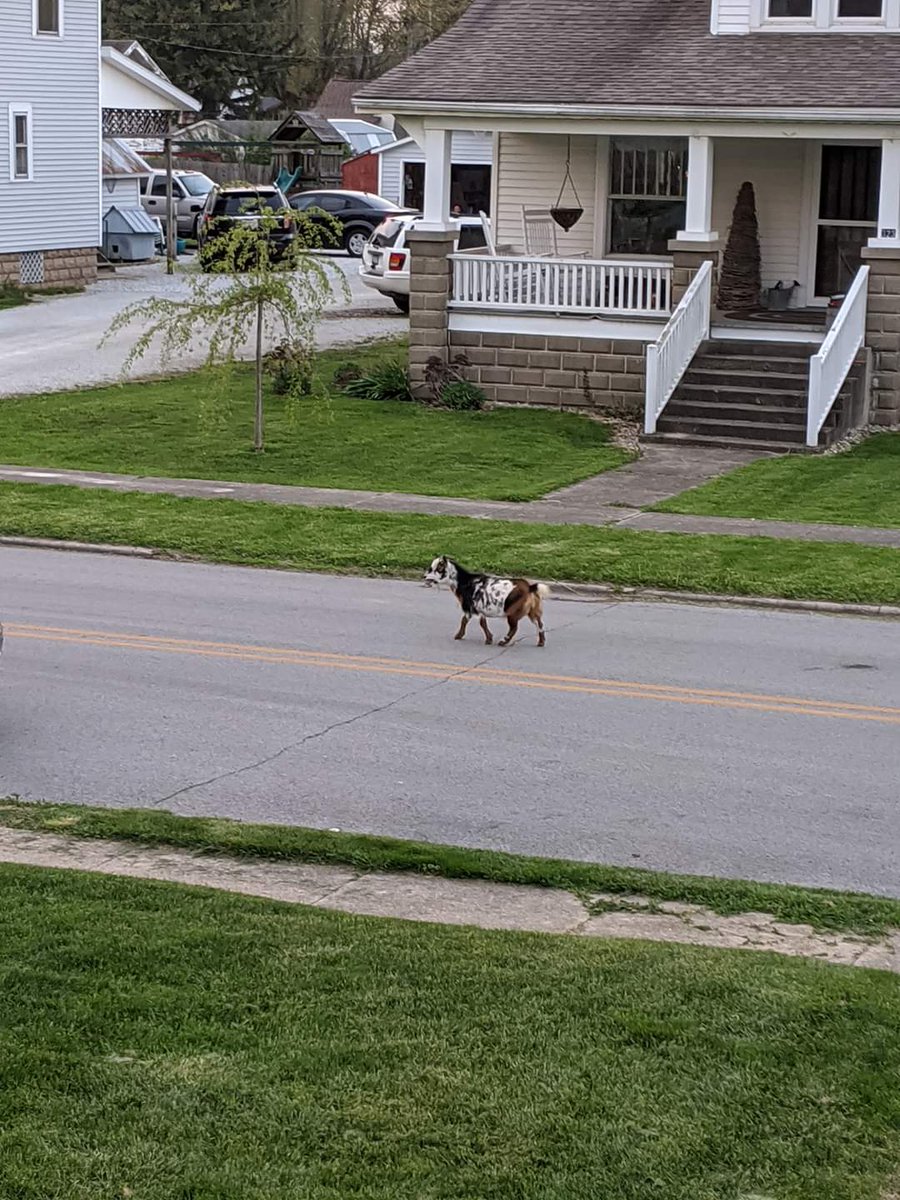 Runaway goat in Sharpstucky this evening.