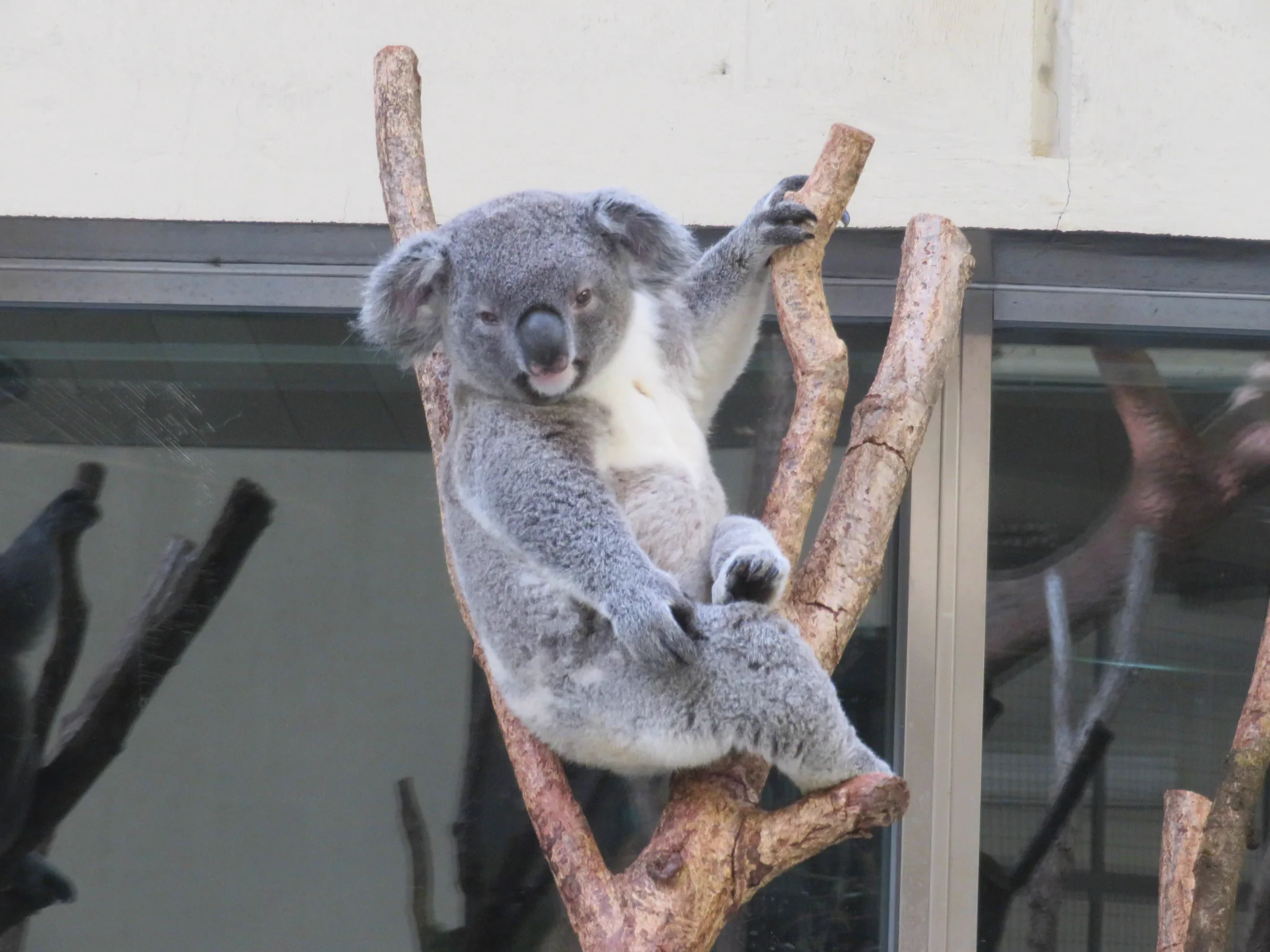 多摩動物公園［公式］ on X: 