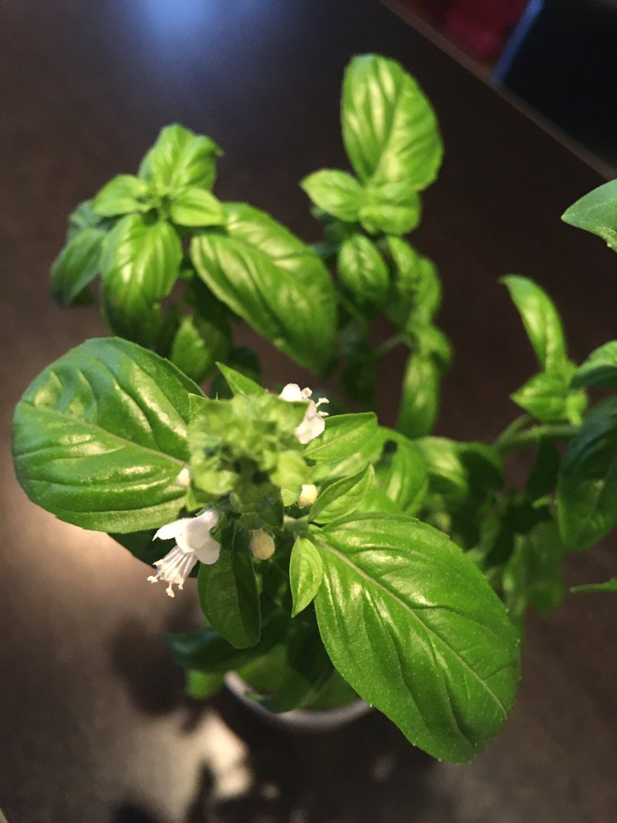 Caro Chimo tweet media