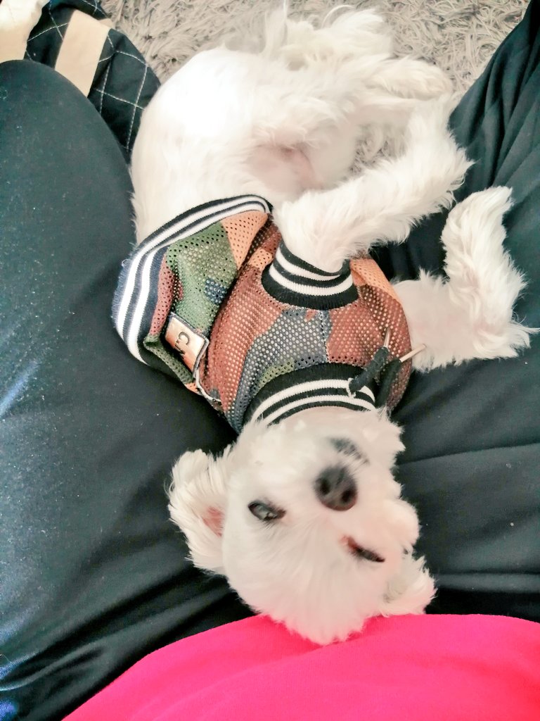 タンチュ こちらが １日中股間で過ごすという噂の股間犬です 本日もママ目線にてお送りしております だめだこりゃ 股間犬 赤ちゃん返りか 足が痺れるよ ブサイク