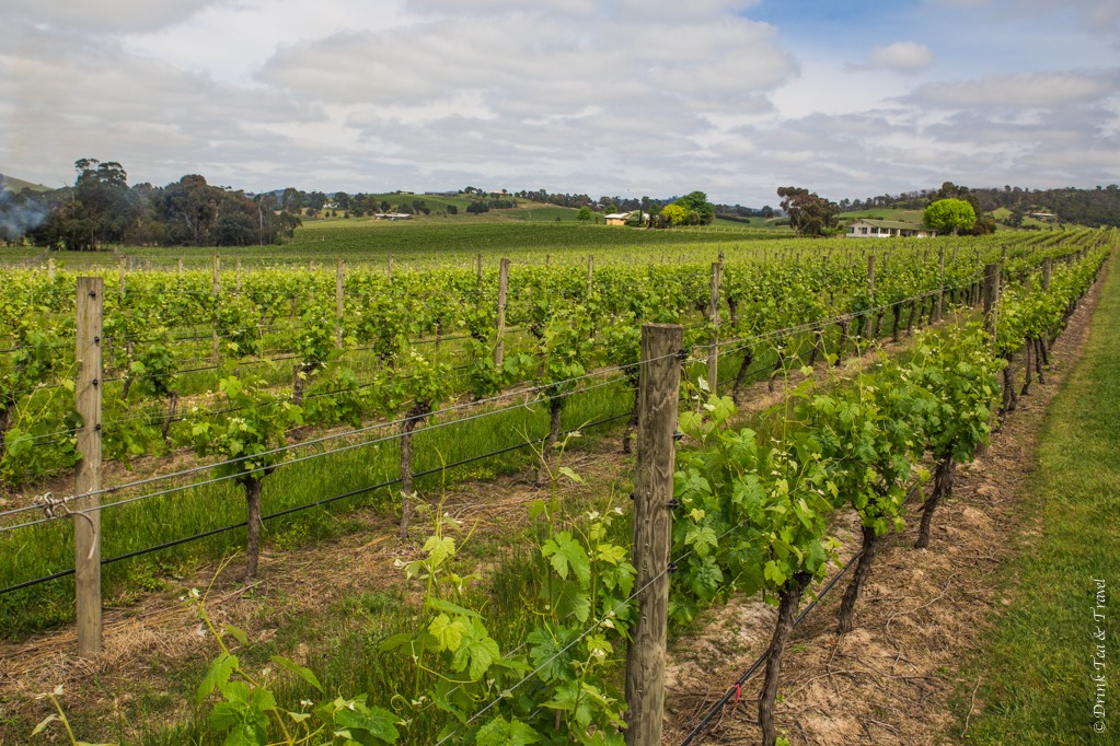 fosterramsay's tweet image. ::SUNDAY DRIVE:: 10 Reasons why the Yarra Valley is worth a Visit.. 
Hopefully we can soon return to our Sunday Drive as a Family to explore the YV.. But in the mean time here's a good read in preparation .. 
ow.ly/Lapz50zuOu6