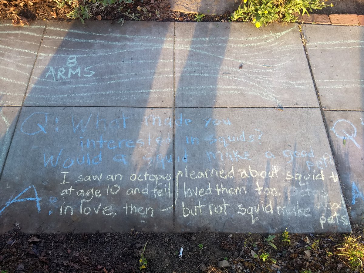 More neighborhood questions vibing with twitter questions.  It's actually hard to make a mark with chalk as small as a pygmy squid!