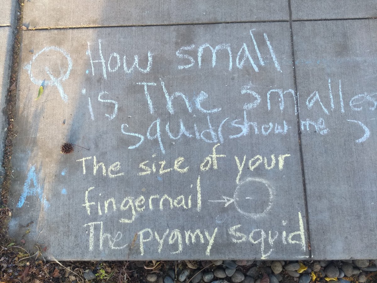 More neighborhood questions vibing with twitter questions.  It's actually hard to make a mark with chalk as small as a pygmy squid!